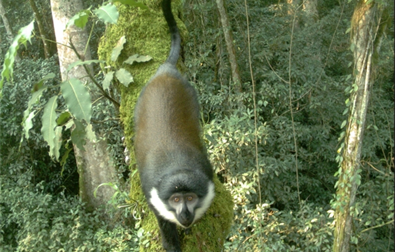 Mountain monkey CREDIT WCS Rwanda Program